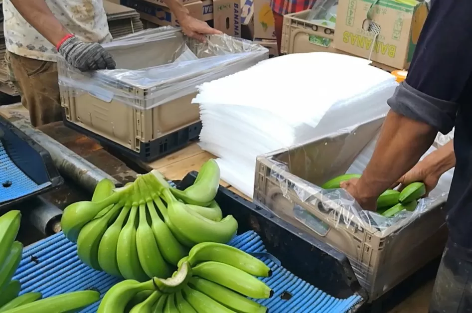 Najnowsze blogi firmy Od farm bananów po globalne rolnictwo: Jak ewoluują wielorazowe plastikowe skrzynki